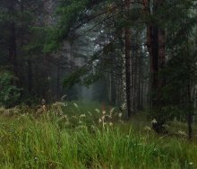 На опушке утреннего леса / Это утро притягивало своим очарованием