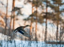 Весенняя утка. / Снимок сделан в окрестностях Екатеринбурга.