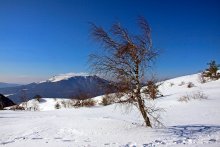 Заблудившаяся в горах / Березка на вершине Южного Демерджи