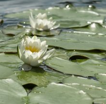 На солнышке / Беларусь, Нарочанский край, озера с чистой водой