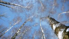 Первый к небу / Начало новой серии про живые деревья &quot;Древесные этюды&quot;