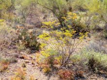 пустыня... весна... / Аризона