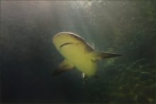Обманчивый смайлик / Grey reef shark