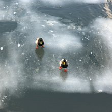 По тонкому льду / Перезимовавшие утки осторожно ступают по весеннему льду.