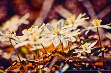 colorful flowers / colorful flowers