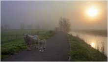 Sheep in the sunrise. / Sheep in the fog yesterday morning.