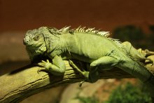 Ягуана / Снимок из зоопарка города Аль-Айн.