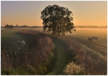 Golden morning. / The colors of a foggy morning.