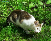 - Нет ничего полезнее травы весной... / Бродячий кот