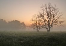В тумане / Туманное утро на пойменных лугах р. Березины