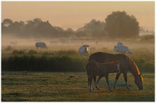 This morning. / A foggy summer morning.