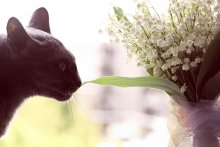 Кошка и цветы / ландыш серебристый