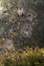 &quot;Осенние кружева&quot; / ***