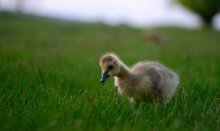 ... gaining confidence / Canadian geese chick