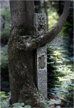 «Всему своё время...» / Дерево-защитник