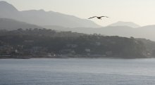 Чайкa / морской порт Савоны,Italy
