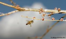 Полет / Весна