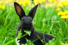 Кролик за завтраком / Кролик ест траву