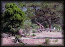 Африка - многообразие животных / А животных в Африке действительно много - не то, что в наших лесах!
