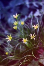 Цветик-семицветик / Одни из самых ранних цветов