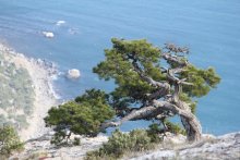 Деревья Крыма / На любом камне растут деревья,как бы трудно им небыло