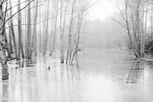 Water&Forest / Весеннее утро