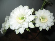 Эхинопсис / Мой кактус эхинопсис ежегодно радует меня своим роскошным цветением