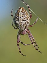 Aculepeira ceropegia / Акулепейра, паук дубовый