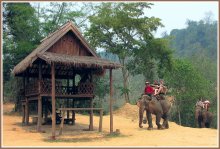 Прогулка на слонах в Лаосе / Снимок сделан в апреле 2010 года в деревне Сиенг Лом, которая находится в 28 км от Луанг-Прабанга. Примечательно то, что прогулка на слонах стоит 28 долларов США. По доллару за километр от Луанг-Прабанга до деревни слонов.