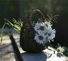 Ромашковый вечер / .........................