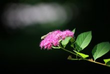 В сумрачной глуши / цвет пробиваясь сквозь листву попадал на это растение.....