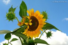 &nbsp; / все банально просто