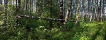 "Упавшее дерево" / ***
