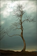 небо и дерево... / Камчатка, Авачинская бухта