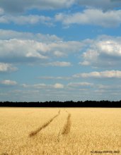 Дорога / Лето,жара,И вот дорога среди поля