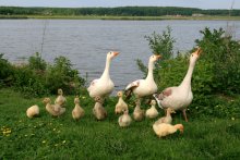 Гусинная семейка. / Гуси вместе с потомством при выходе из воды.