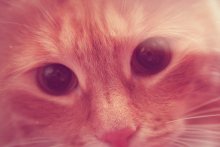 два больших / рыжий кот