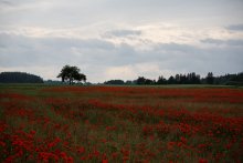 Poppies, Near Migleni / 1 июля 2012 г