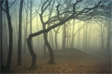 ПО ТОЛКИЕНУ: ШАГАЮЩИЙ ЭНТ / Снимок снят в туманное весеннее утро (да-да, именно в весеннее) в самом простом лесу в Солоницевке, что под Харьковом, Украина.