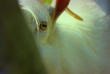 козюля / сквозь