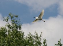 Птица счастья / Съемка проведена с лодки на реке Южный Буг в районе села Воробиевка
Винницкой Обл.