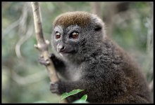 Бамбуковый Лемур / снят на Мадагаскаре, в частном заповеднике