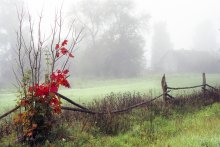 утро сентября / деревня Волосовичи Чечерского района Гомельской обл, фото 2002 года, пленка, сканирование негатива