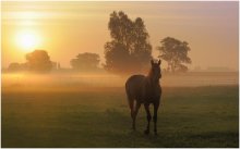 Golden morning. / A horse in the morning light.