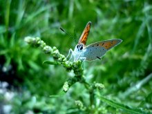 lepidoptera / Чешуекры́лые, или ба́бочка .
