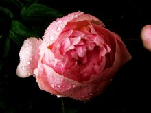 Розы / После дождя...