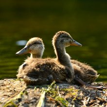 two baby duck'S / two baby duck'S