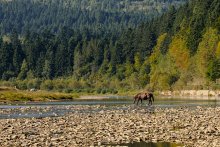 Жажда. / Карпаты.