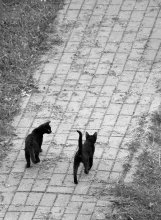 / "говорят, не повезёт, если чёрный кот дорогу перейдёт..."
(но я не верю)
а если их два... то это вообще супер везение : )