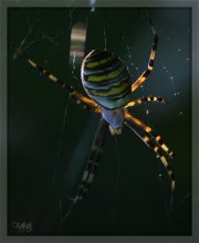 охранник малины / паук вышел на охоту перед самым закатом солнца.....